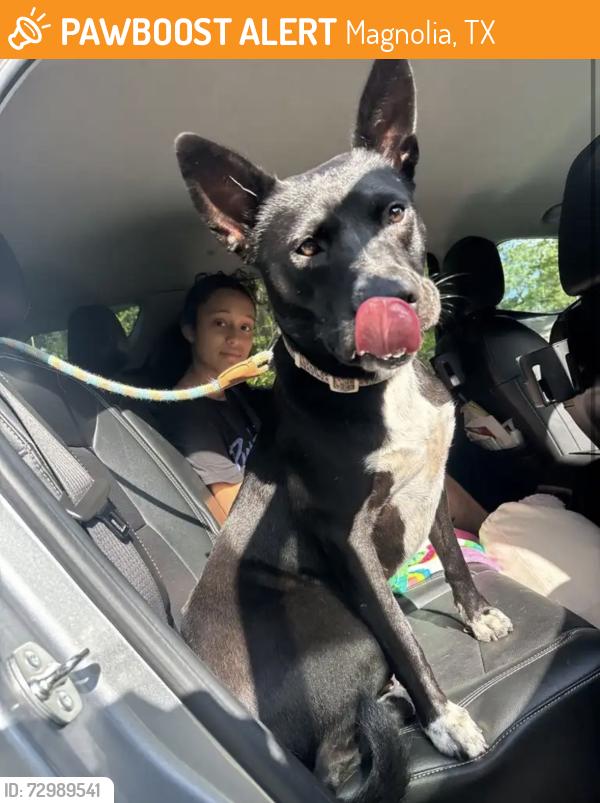 Found/Stray Female Dog last seen In Westwood neighborhood, Magnolia, TX 77354