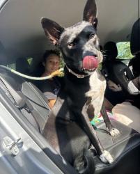 Found/Stray Female Dog last seen In Westwood neighborhood, Magnolia, TX 77354