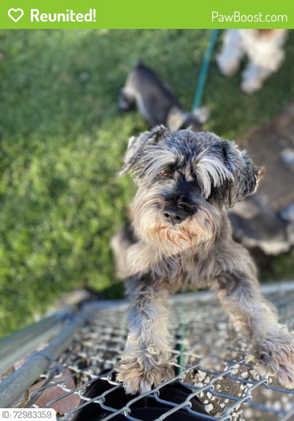 Reunited Male Dog last seen A street and Cedar Ave, Pasco, WA 99301