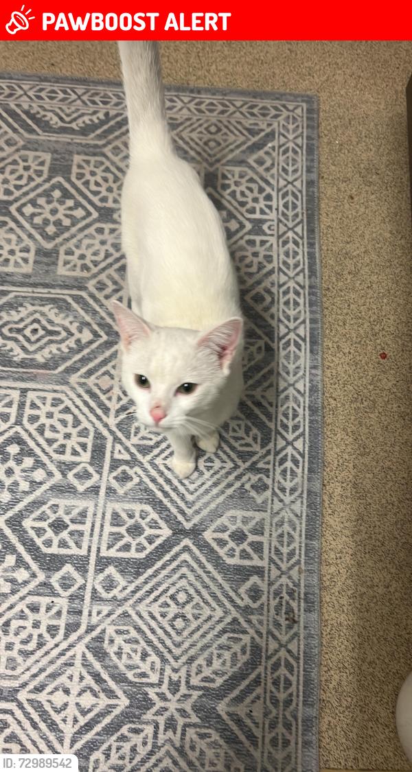 Lost Male Cat last seen Meadlands drive and sandy lane , Greater London, England TW10 7EF