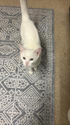 Lost Male Cat last seen Meadlands drive and sandy lane , Greater London, England TW10 7EF