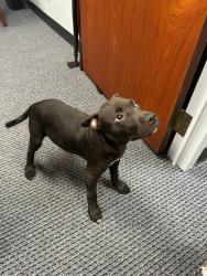 Found/Stray Male Dog last seen Near nw 63rd 73116, Oklahoma City, OK 73112