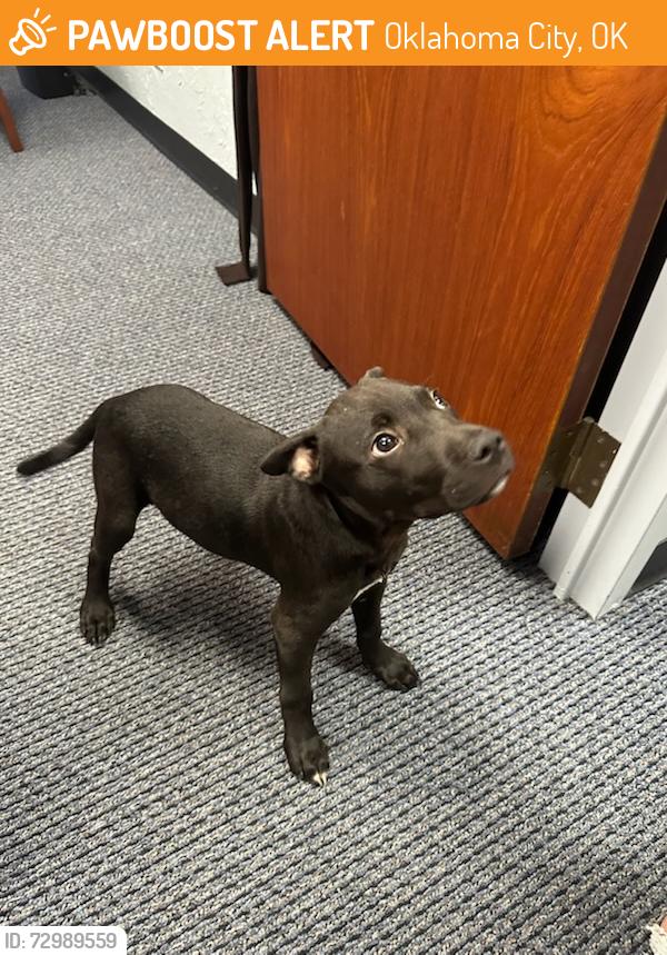 Found/Stray Male Dog last seen Near nw 63rd 73116, Oklahoma City, OK 73112