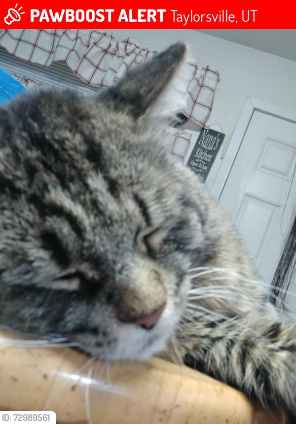 Lost Male Cat last seen Near w, Taylorsville, UT 84129