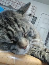 Lost Male Cat last seen Near w, Taylorsville, UT 84129
