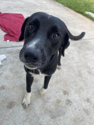 Found/Stray Male Dog last seen Across from police station, Magnolia, TX 77355