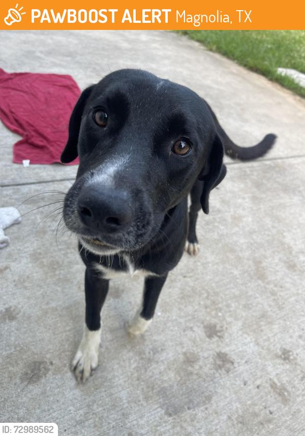 Found/Stray Male Dog last seen Across from police station, Magnolia, TX 77355
