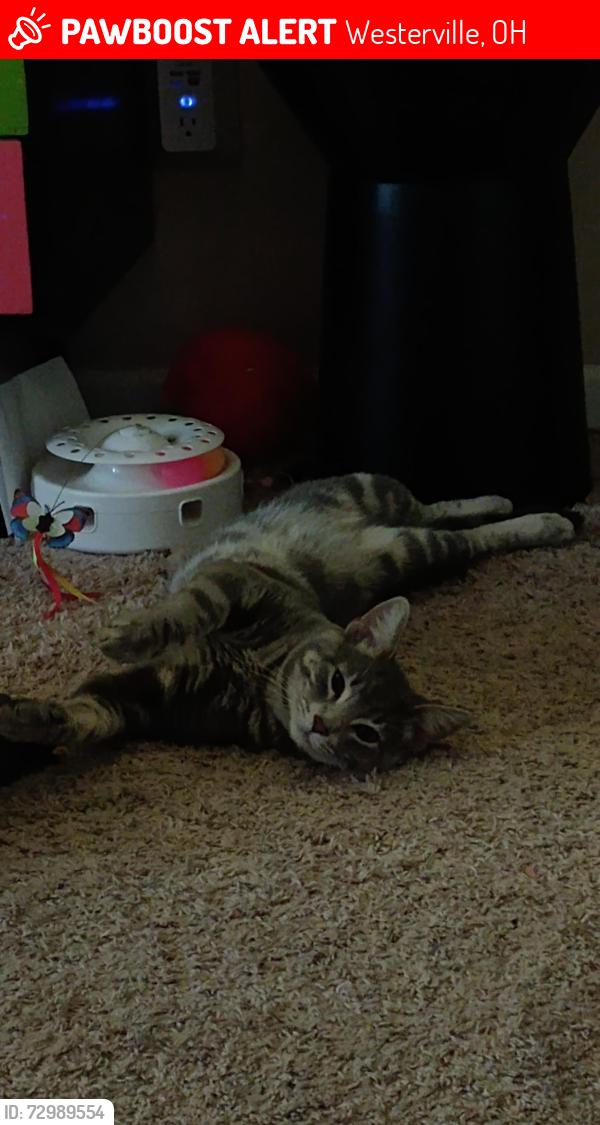 Lost Male Cat last seen N Hamilton Road, Westerville, OH 43081