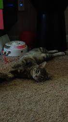 Lost Male Cat last seen N Hamilton Road, Westerville, OH 43081