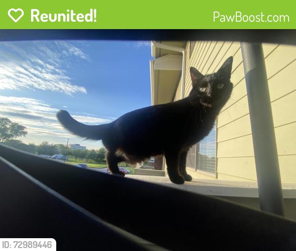 Reunited Female Cat last seen Ringgold Ave. & E Legrande Ave. , Indianapolis, IN 46203