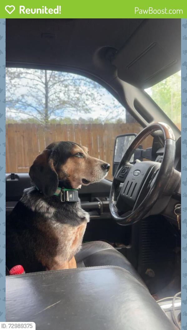 Reunited Male Dog last seen Hull street , Chesterfield County, VA 23120