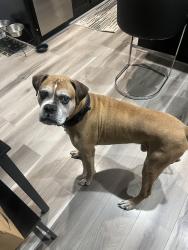 Lost Male Dog last seen Campus way north, Lake Arbor, MD 20721