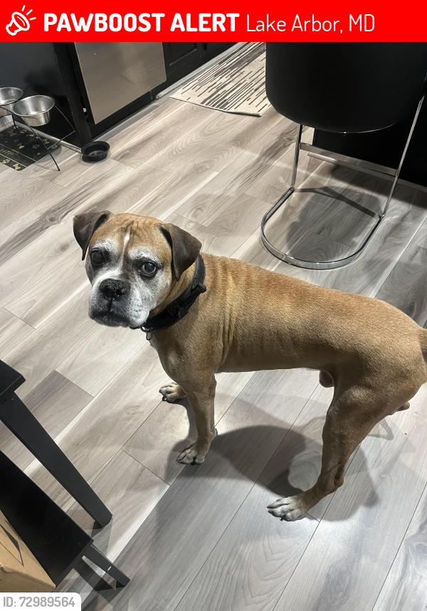 Lost Male Dog last seen Campus way north, Lake Arbor, MD 20721