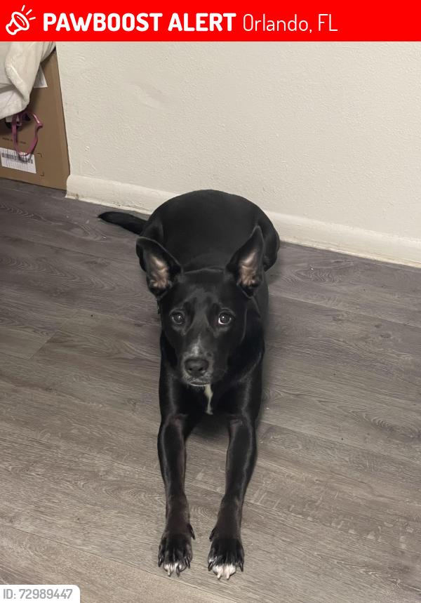 Lost Female Dog last seen Near dr love rd, Orlando, FL 32810