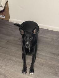 Lost Female Dog last seen Near dr love rd, Orlando, FL 32810
