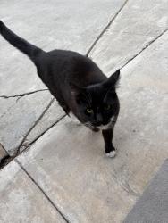 Found/Stray Male Cat last seen Tyler galleria, Riverside, CA 92503