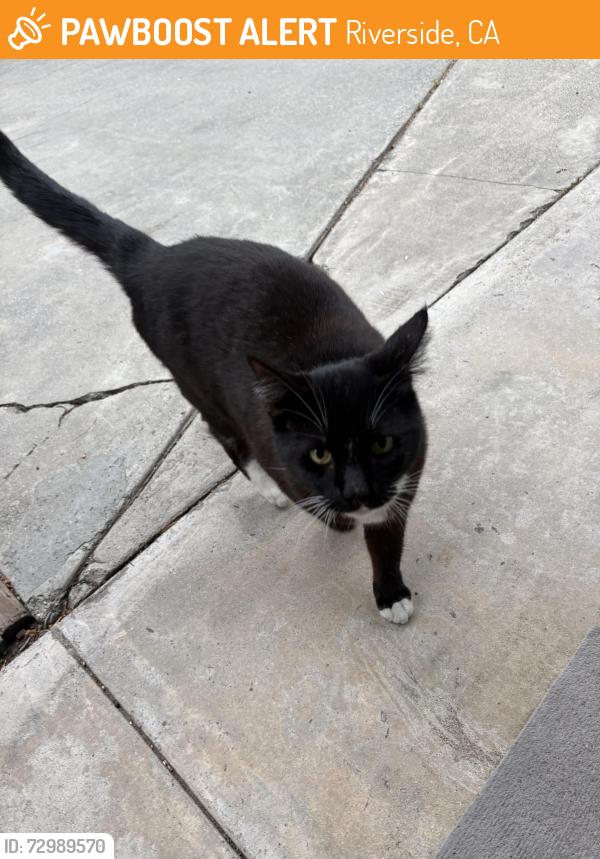Found/Stray Male Cat last seen Tyler galleria, Riverside, CA 92503