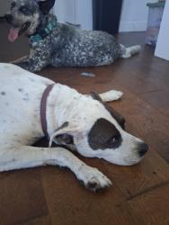 Found/Stray Male Dog last seen 17th Ave north, Nashville, TN 37208