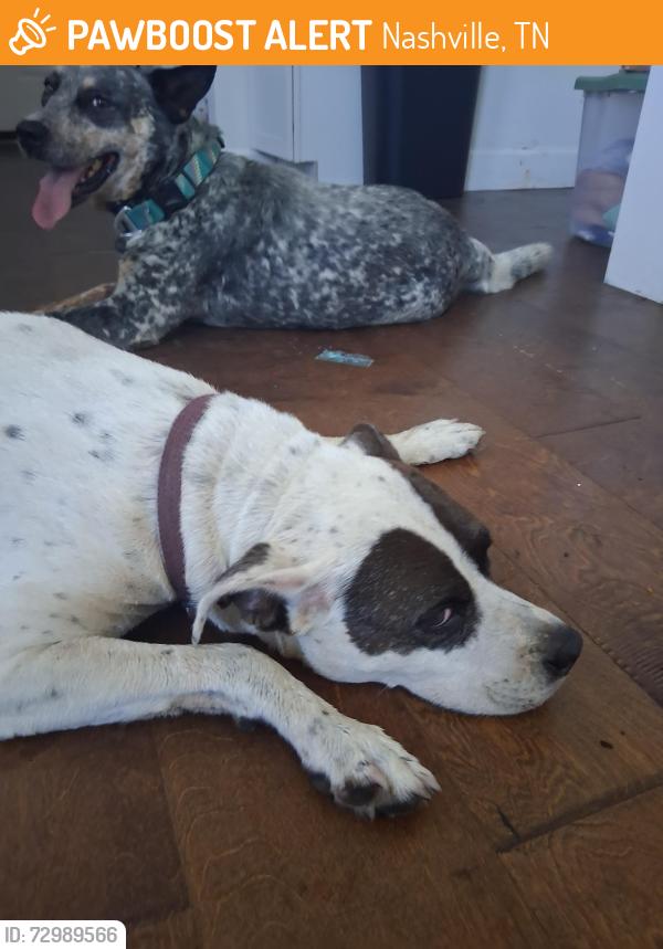 Found/Stray Male Dog last seen 17th Ave north, Nashville, TN 37208