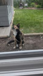 Reunited Female Cat last seen Cloverbar area, Sherwood Park, AB T6S 1G1