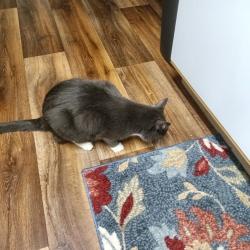 Reunited Male Cat last seen Apple Street , Boise, ID 83706