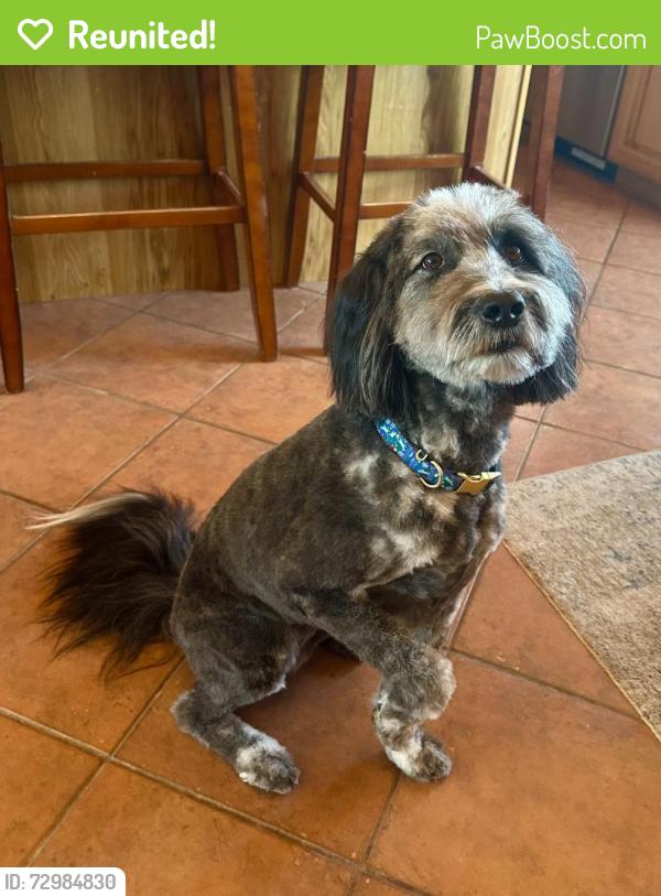 Reunited Female Dog last seen Avenida del Oro & de la Vista Court, Pueblo West, CO 81007