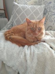 Reunited Male Cat last seen Sandgate Cres, Mississauga, ON L5J 2E3