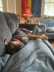 Found/Stray Female Dog last seen The Quarry at Grant Park, Winston-Salem, NC 27108