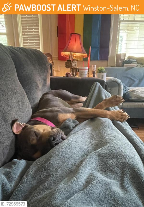 Found/Stray Female Dog last seen The Quarry at Grant Park, Winston-Salem, NC 27108