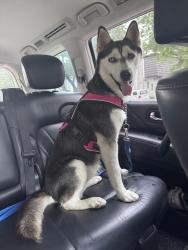Found/Stray Female Dog last seen Mill Grove and Alpha, Dallas, TX 75240