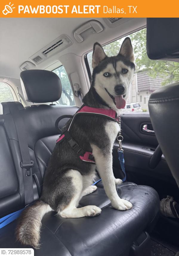 Found/Stray Female Dog last seen Mill Grove and Alpha, Dallas, TX 75240