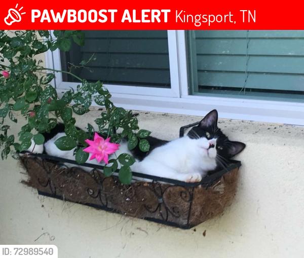 Lost Male Cat last seen Bloomingdale on Chadwell Rd, 1/2 mile from Wadlow Gal /John B Dennis, Kingsport, TN 37660