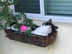 Lost Male Cat last seen Bloomingdale on Chadwell Rd, 1/2 mile from Wadlow Gal /John B Dennis, Kingsport, TN 37660