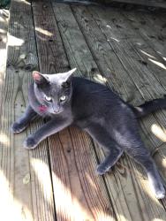 Lost Male Cat last seen Near , Jacksonville, FL 32216