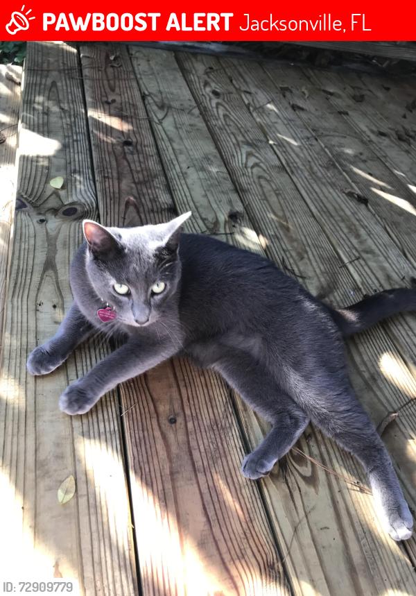 Lost Male Cat last seen Near, Jacksonville, FL 32216