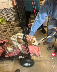 Reunited Male Dog last seen Wawa, Petersburg, VA 23805