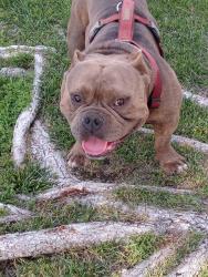 Lost Male Dog last seen Pala Temecula rd pala, Pala, CA 92059