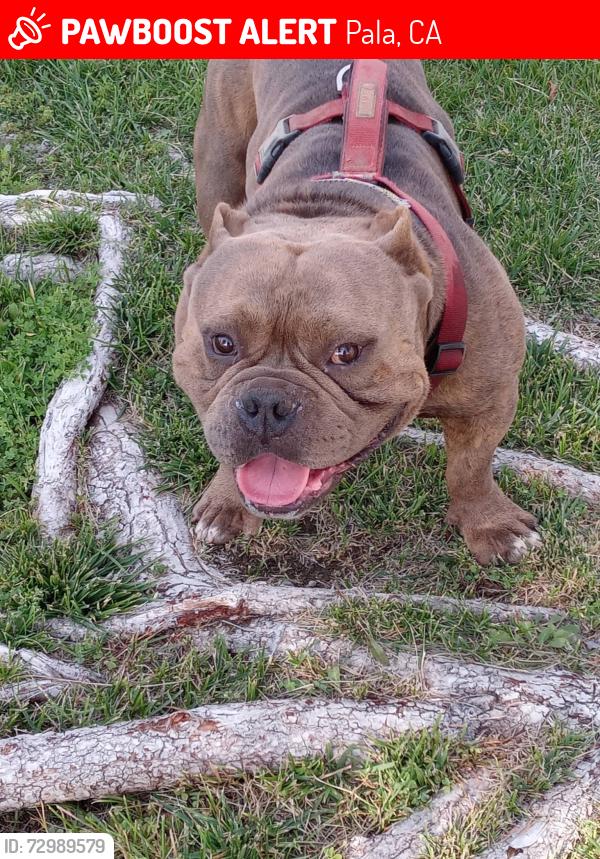 Lost Male Dog last seen Pala Temecula rd pala, Pala, CA 92059