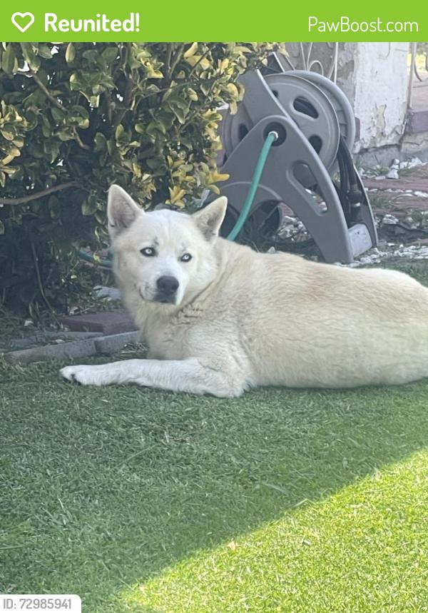 Reunited Male Dog last seen 42nd and Sutro Ave in Leimert, Los Angeles, CA 90008