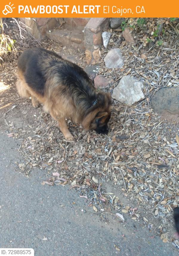Found/Stray Unknown Dog last seen Old Ironside Park , El Cajon, CA 92019