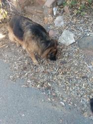 Found/Stray Unknown Dog last seen Old Ironside Park , El Cajon, CA 92019