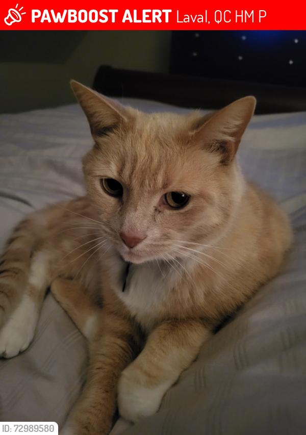 Lost Male Cat last seen My hse address, Laval, QC H7M 4P8