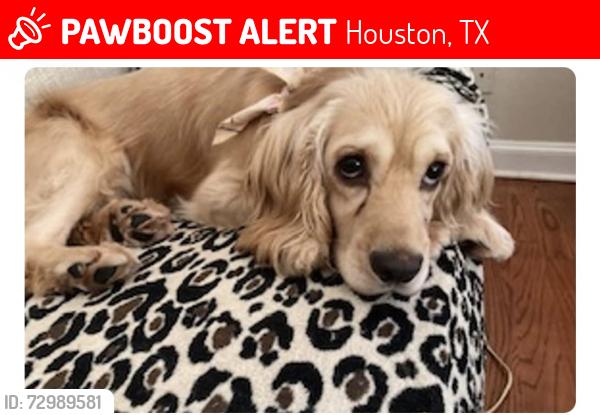 Lost Male Dog last seen Near Seattle slew Dr , Houston, TX 77065
