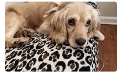 Lost Male Dog last seen Near Seattle slew Dr , Houston, TX 77065