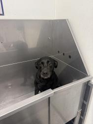 Reunited Male Dog last seen Tilly and old lighthouse ln , Houston, TX 77084