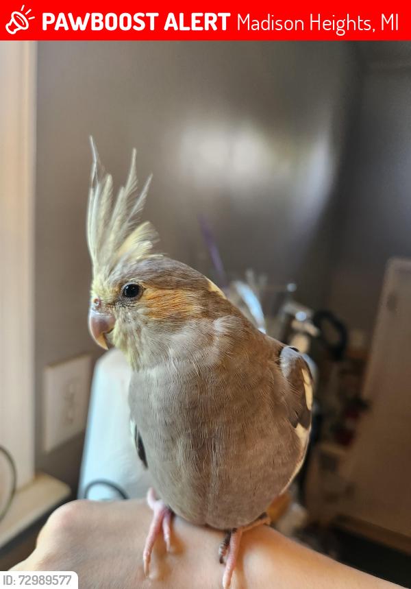 Lost Female Bird last seen Near 26528 Brettonwoods Street, Madison Heights, MI 48071