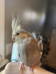 Lost Female Bird last seen Near 26528 Brettonwoods Street, Madison Heights, MI 48071