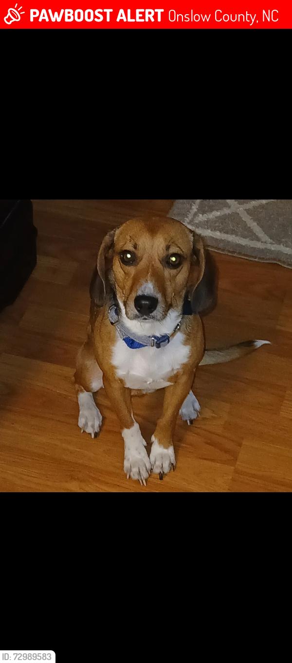 Lost Female Dog last seen Highway 24, Onslow County, NC 28539