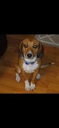 Lost Female Dog last seen Highway 24, Onslow County, NC 28539