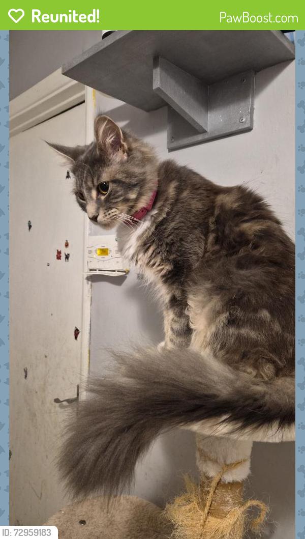Reunited Male Cat last seen Micklem school, Hertfordshire, England HP1 2PY